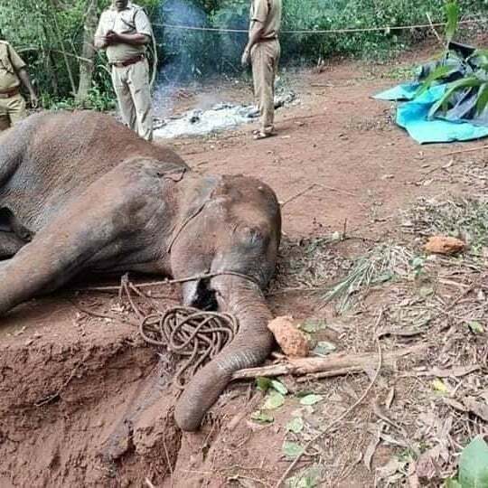 pregnant elephant dies pinkstea 2 1