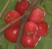 fruits pinkstea 55