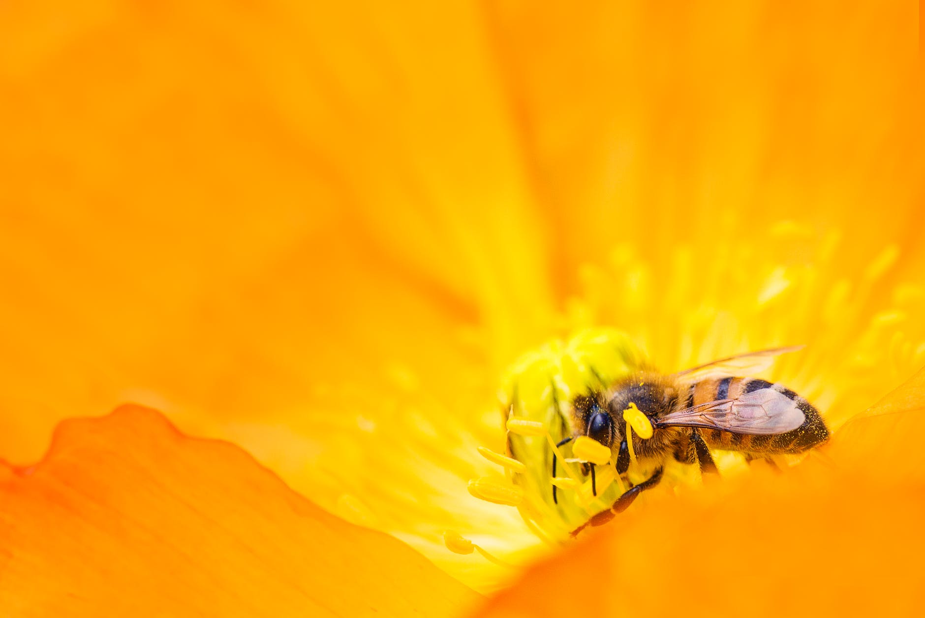 मधुमक्खी के बारे में रोचक तथ्य 